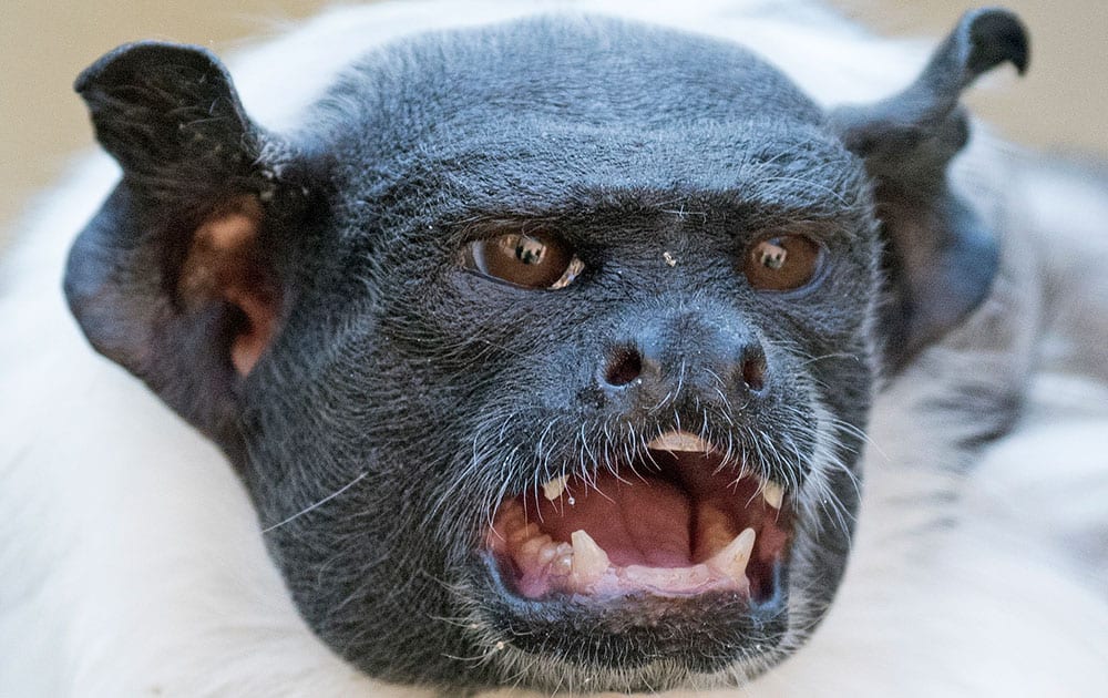 Pied tamarin mother of two twin babies Lia shouts at the zoo in Erfurt, Germany.