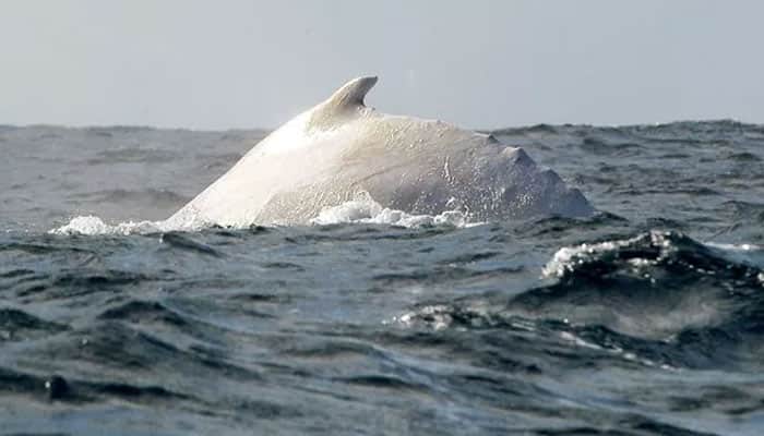 Watch: Rare white humpback whale spotted off Australia’s Gold Coast!