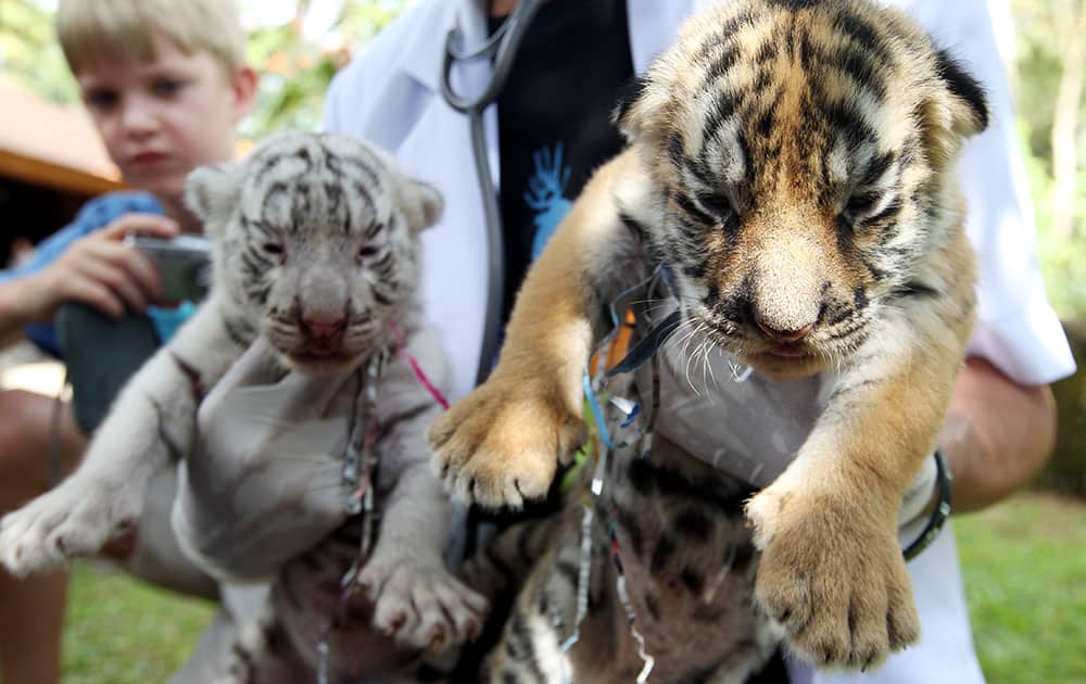 Tiger cubs are held by a zookeeper at a Bali zoo in Indonesia.