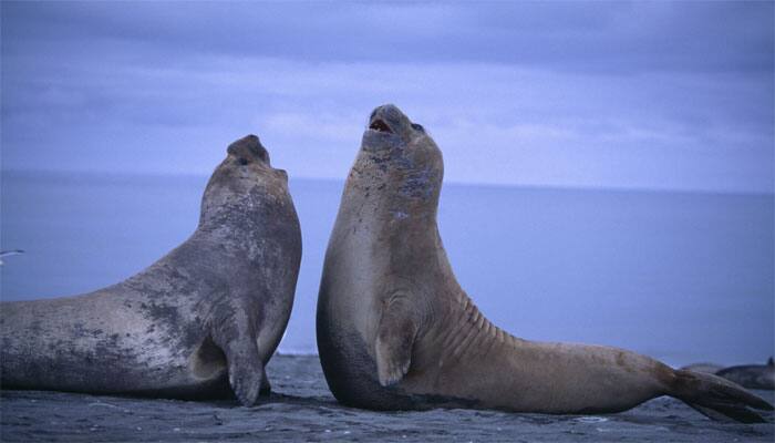 Seals use &#039;voice recognition&#039; to identify rivals