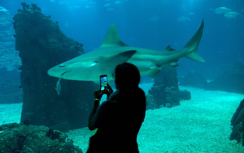 Luciana, from Brazil, takes a picture of a shark swimming by in the main tank of Lisbon's Oceanarium.