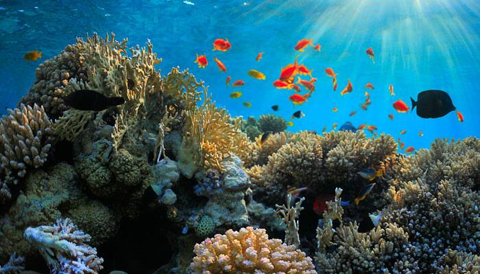 Coral reefs likely to disappear by mid-century