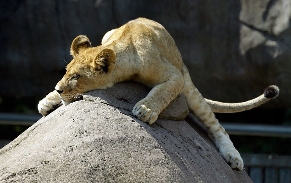 A lion cub suns itself on the peak of a large rock at the Oregon Zoo in Portland, Ore.