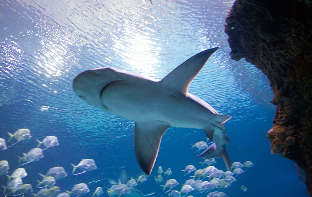 A shark swims in a 1.3 million gallon exhibit in Shark Reef at Mandalay Bay in Las Vegas.