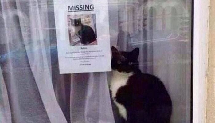 Lol! Cat clicked near his own &#039;missing&#039; poster