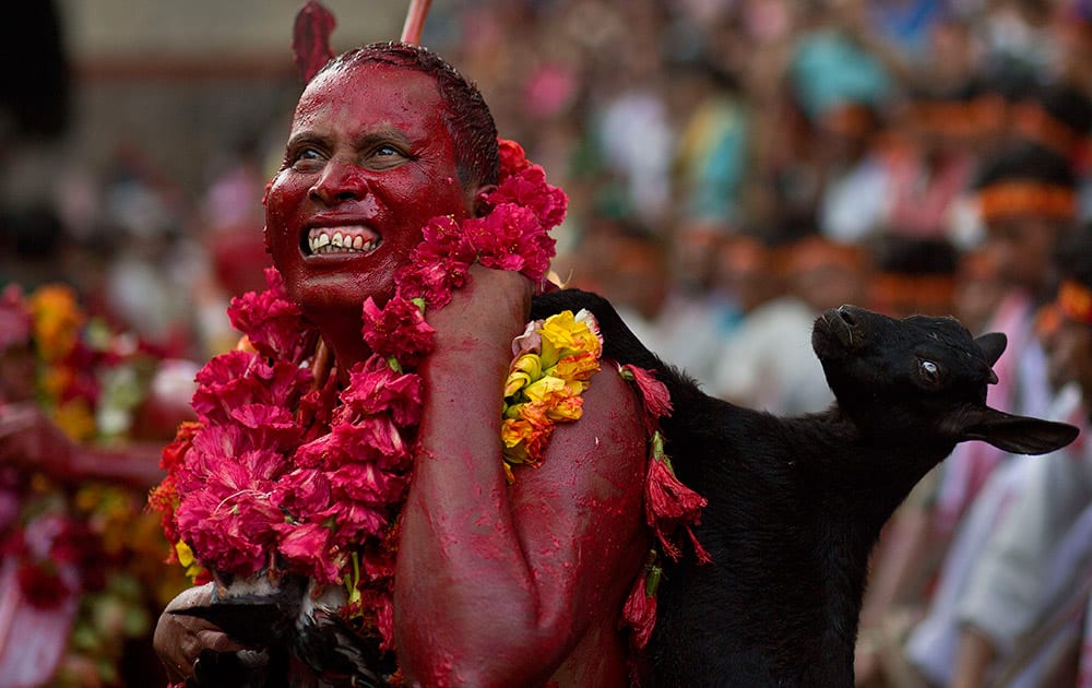 A Hindu priest, face smeared with color and sacrificial blood, carries a goat for sacrifice during the Deodhani festival at the Kamakhya Hindu temple in Guwahati. During this festival devotees sacrifice goats and pigeons.