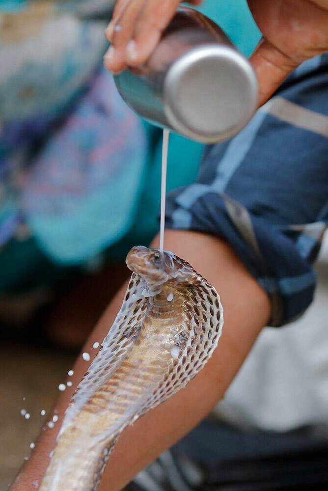 A Hindu devotee offers milk to a snake at a temple during the annual Hindu Nag Panchami festival, in Allahabad.