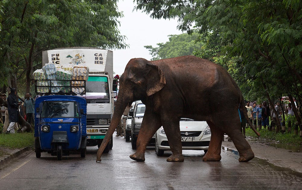 Commuters stop their vehicles and watch a wild male elephant, who got separated from his herd, cross a highway on the outskirts of Guwahati.