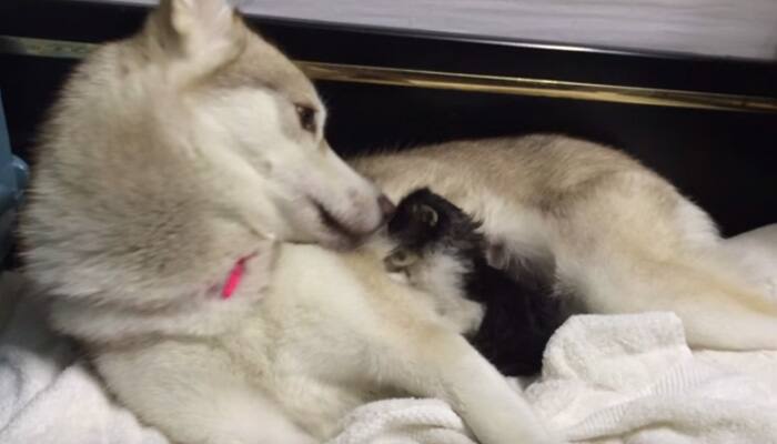 Must watch: A dog caresses a kitten in cute video!
