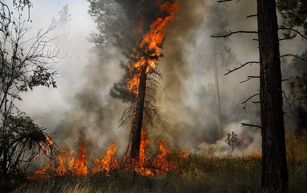 A tree is engulfed in flames during a controlled burn near a fire line outside of Okanogan, Wash.