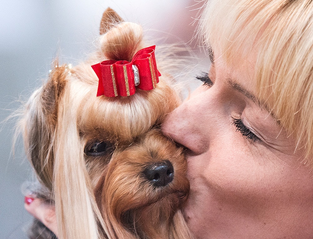 Dana Zimmerling kisses her Yorkshire Terrier dog 'Eclipse' after the competition during the International dog and cat show 'Hund und Katz' in Leipzig, central Germany.