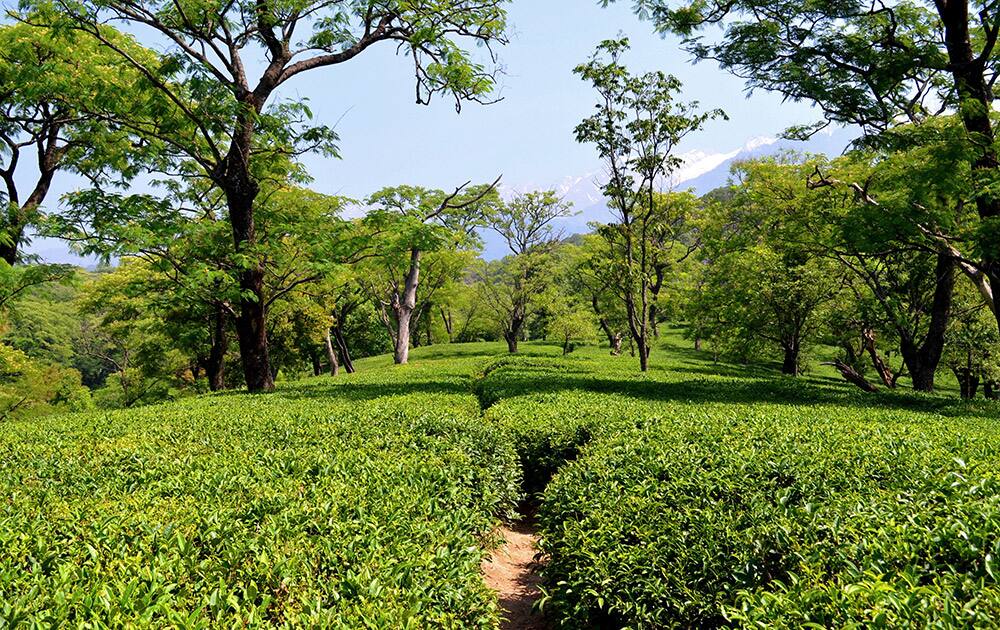 Verdant tea gardens of Dharamshala.