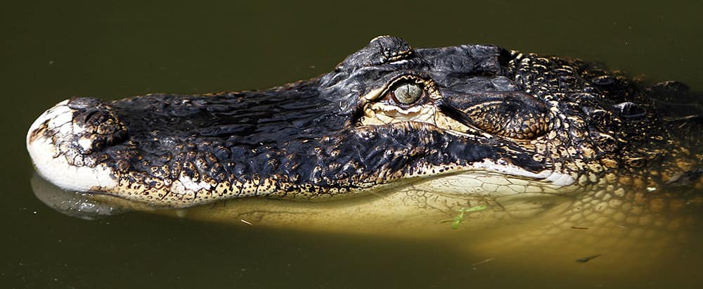 A female alligator sits motionless in a pond at Alligator Adventure in Myrtle Beach, S.C.