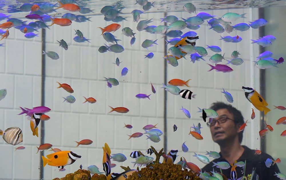 A passer-by looks at tropical fish from Okinawan sea on display in a glass tank placed outside Sony Building at Tokyo's Ginza shopping district.