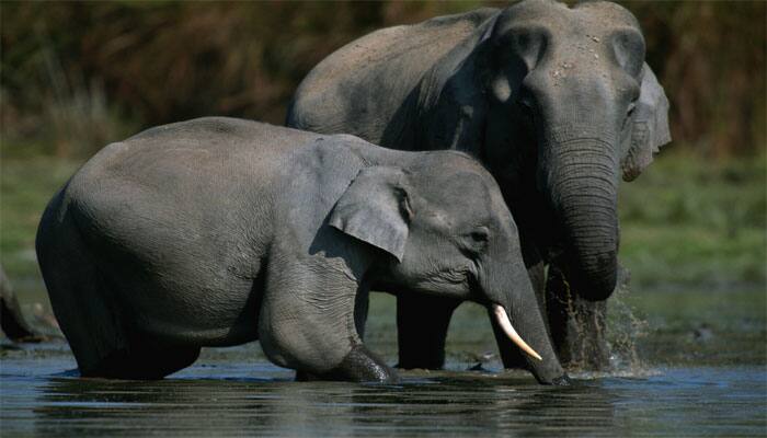 Organized inter-state gangs behind killings of elephants