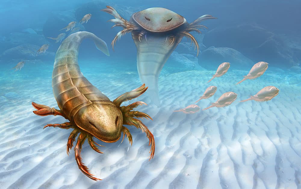 This rendering provided by Yale University shows a Pentecopterus decorahensis. Earth’s first big predatory monster was a weird water bug, newly found fossils show. 