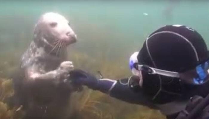 Watch: Underwater video shows scuba diver Gary Grayson playing with a friendly seal 