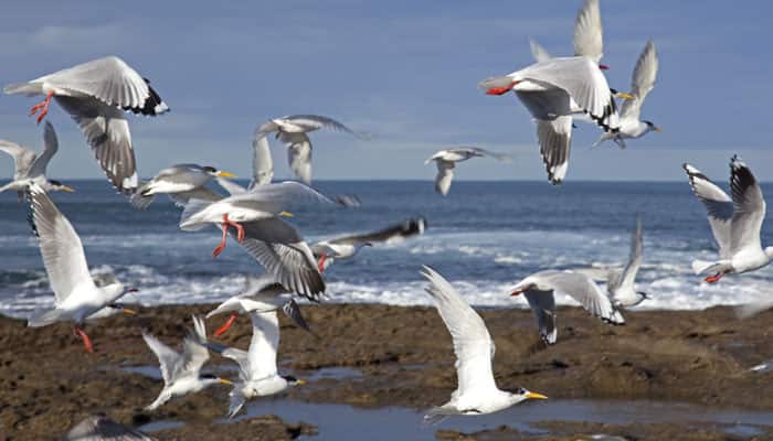 90 percent seabirds have consumed plastic: Study
