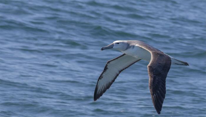 90 per cent seabirds have consumed plastic: Study