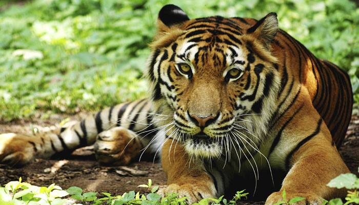 Syndicate claiming to sell tiger parts from India busted