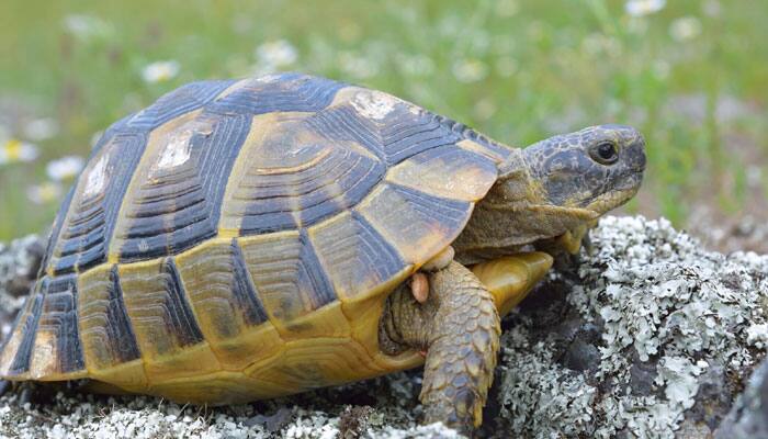 Scientists find new clues in turtle evolution