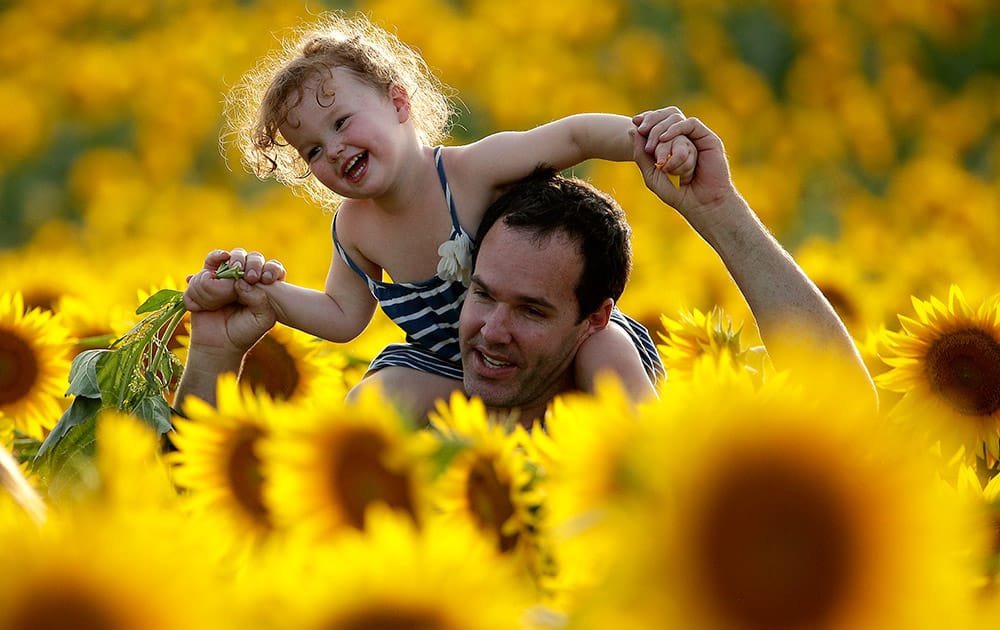 Rawly Stanhope walks with his daughter Cambrin, 3, through a sunflower field near Lawrence, Kan.