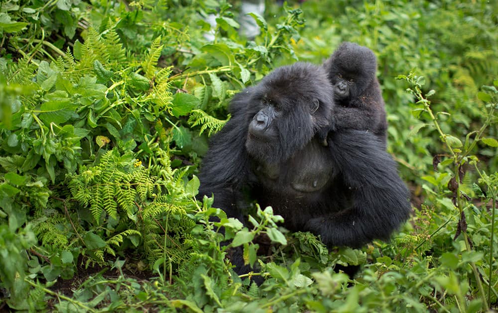 a baby mountain gorilla clings to the back of its mother, on Mount Bisoke volcano in Volcanoes National Park, northern Rwanda. Rwanda has named 24 baby mountain gorillas in an annual naming ceremony that reflects the African country's efforts to protect the endangered animals, which attract large numbers of foreign tourists to the volcano-studded forests where they live.