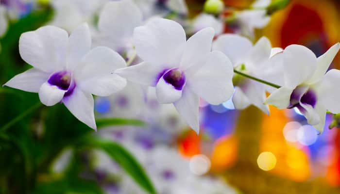 Meghalaya&#039;s orchids under threat, need sanctuaries: Experts