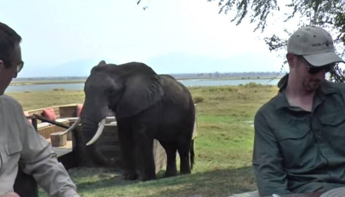 Amazing Video: What not to do when an elephant comes to say hello!!!