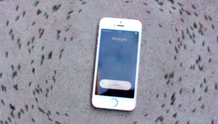 Watch: Why does an iPhone ringtone make ants run in a circle? 