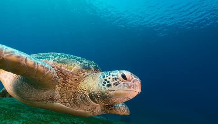 World&#039;s oldest fossil sea turtle discovered