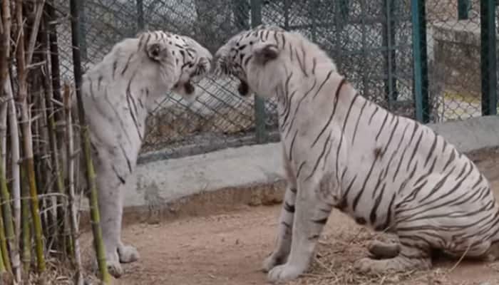 When one white tiger infuriated another and then this happened - Watch