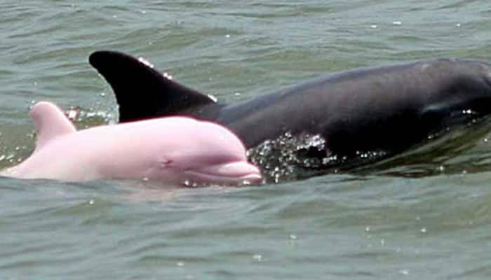 Rare pink dolphin spotted in south Louisiana river