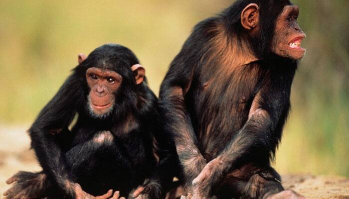 Our ancestors looked like a chimp or gorilla: Study