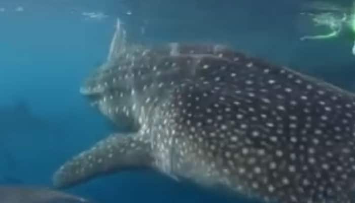 Watch: Video of world's largest sharks swimming with scientist goes ...