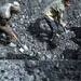 Govt expects more aggressive auctions for coal blocks