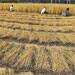 CCEA raises MSP of paddy by Rs 50 per quintal 