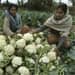 India to roll out cash transfer of food subsidies from Sept: Official 