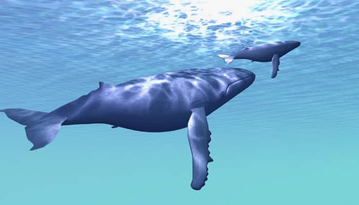 Ancient whale species helps fill evolution gap