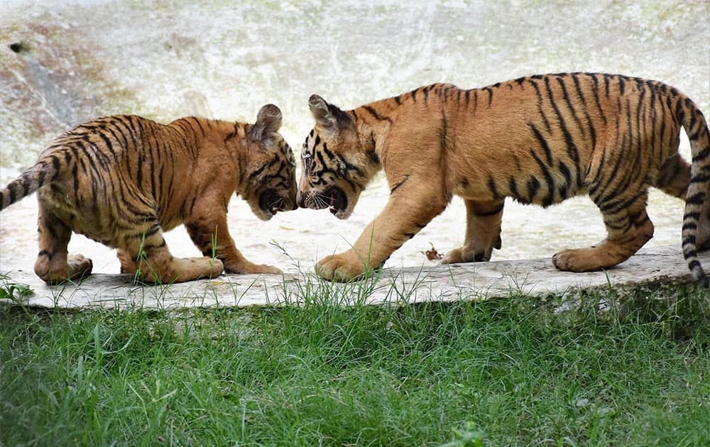 Tiger cubs playing in their cage at Sarthana Zoo in Surat.