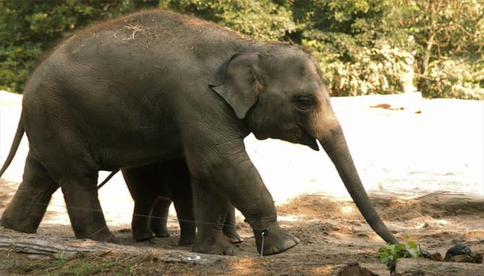 Elephants born into stressful situations age faster