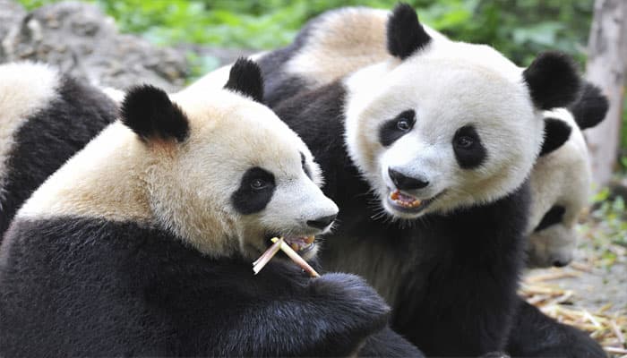 Two giant pandas to be released into wild