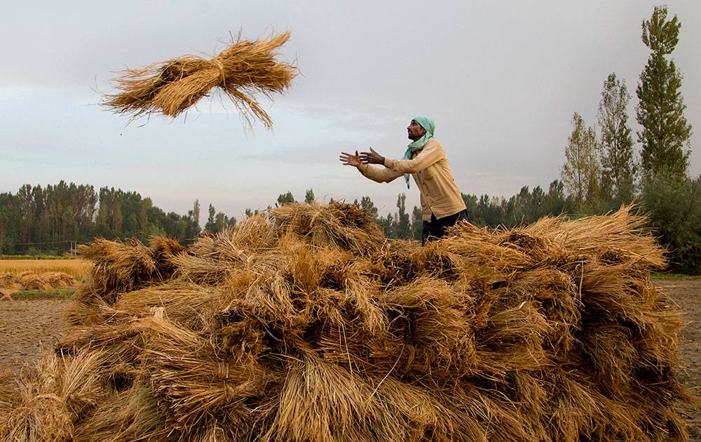 An Indian laborer, working for a Kashmiri farmer, collects hay in a field after a harvest on the outskirts of Srinagar, India.