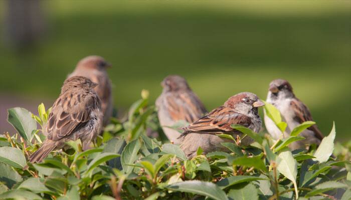 Noise may shorten sparrow lives: Study