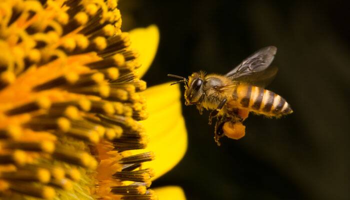 Four new bee species found in Australia