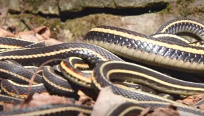 Watch: Largest gathering of snakes in the world