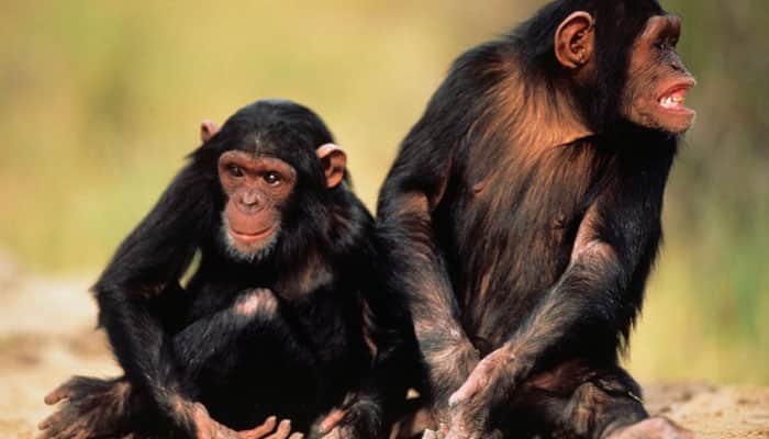 Chimps, like humans, remember movie scenes