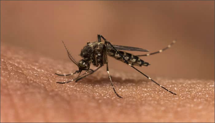 Dengue fever is the fastest-growing mosquito-borne disease caused by a family of viruses that are transmitted by mosquitoes. Symptom include - severe headache, pain behind the eyes, muscle and joint pains, nausea, vomiting, swollen glands, bleeding in the nose or gums, rash, etc.  
