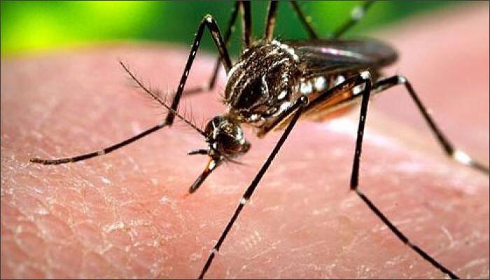 Chikungunya is a viral disease that is spread by the bite of Aedes mosquitoes. Symptoms of chikungunya infection include - fever, headache, fatigue, nausea, vomiting, muscle pain, rash and joint pain.  
