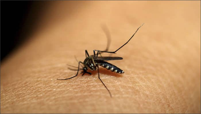  Yellow fever is an acute viral disease caused by the yellow fever virus. The disease is spread by the bite of the female mosquito. Symptoms include - fever, chills, loss of appetite, nausea, muscle pains particularly in the back, and headaches.
